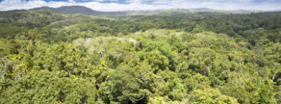 Daintree Rainforest