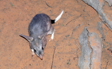 Australian Bilby