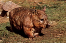 Hairy-nosed Wombat