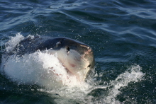 Great White Shark