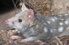 quoll