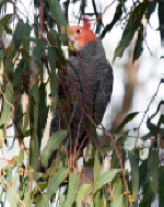 Gang-gang Cockatoo