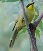 Yellow-tufted Honeyeater