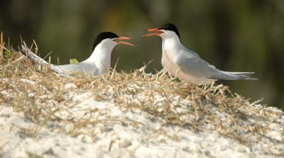 Enjoy Bird Watching On Great Barrier Reef Australia