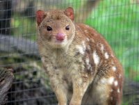 The Quoll