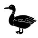 Duck Illustration