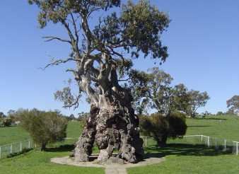 The Herbig Family Tree at Springton